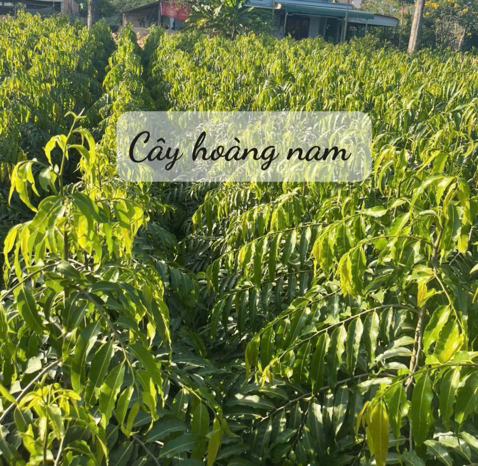 Vườn ươm cây giống tại TPHCM