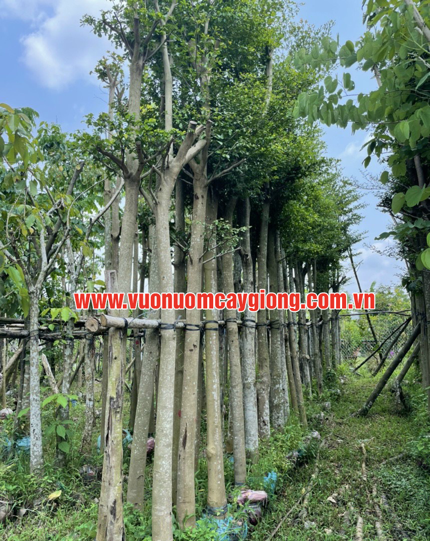 Cung Cấp Cây Cảnh Quan Công Trình Uy Tín - Vườn Ươm Cây Giống Hoàng Quốc
