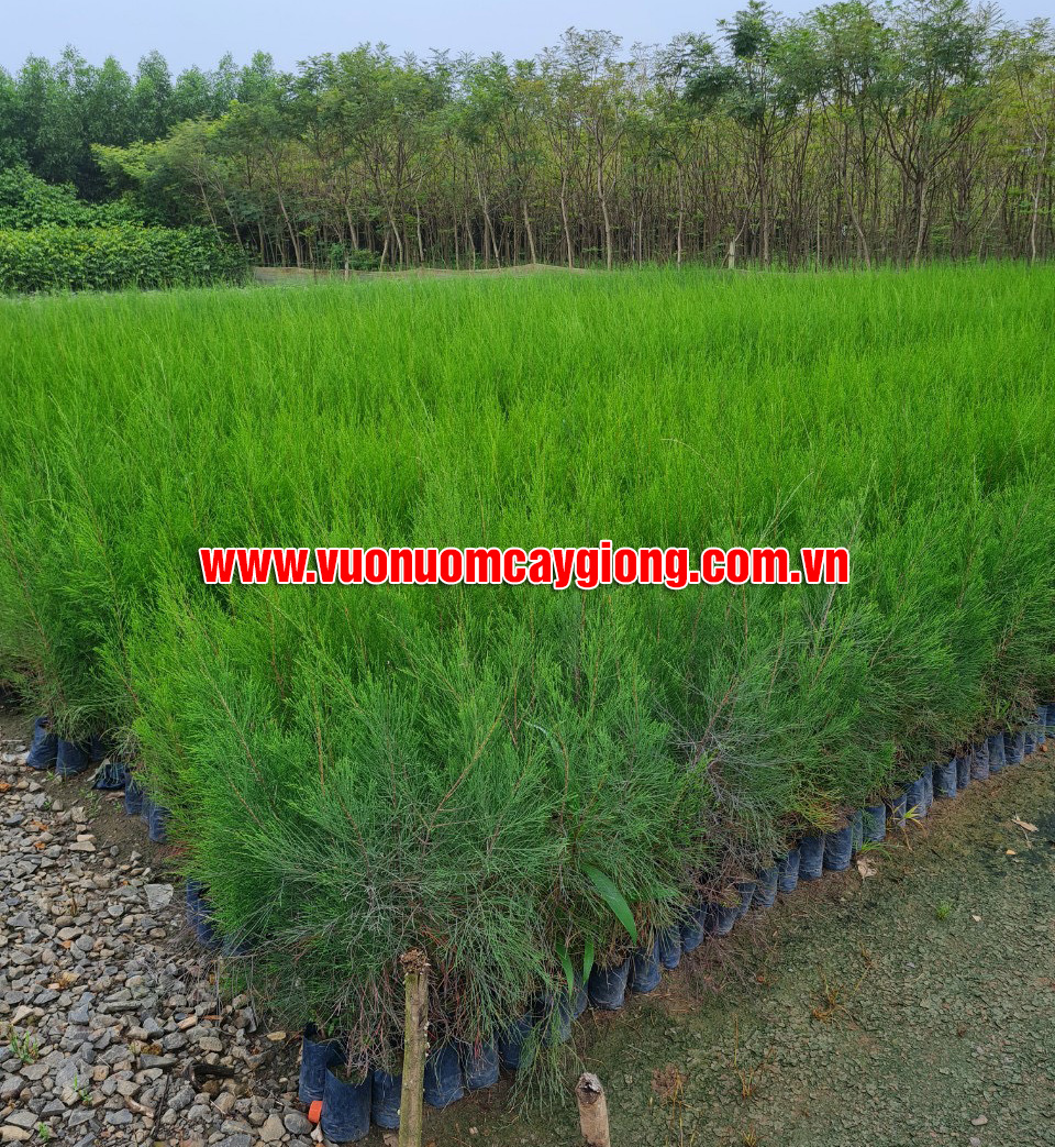 Vườn ươm cây giống Hoàng Quốc cung cấp cây giống chất lượng, giá tốt