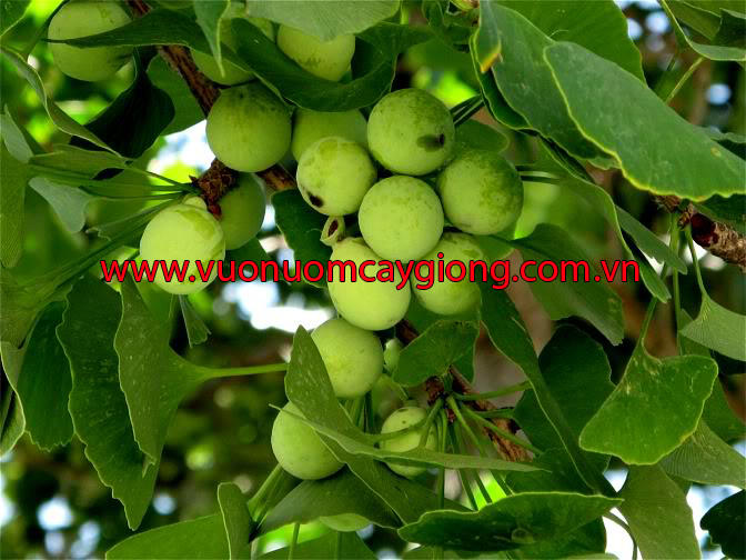 Cây Bạch Quả